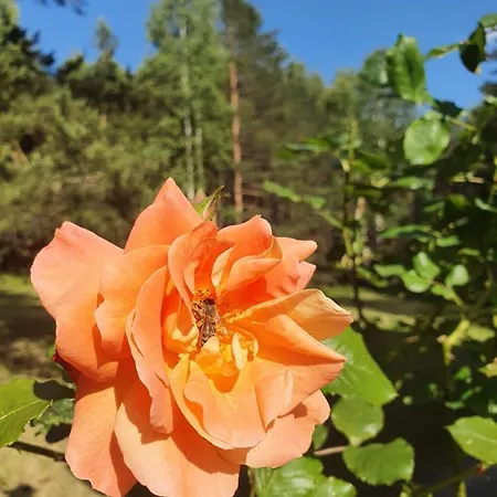 Zahej Chaletu Divčibare